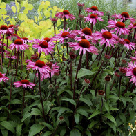 Fotografia Echinacea 3