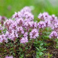 Thyme photo