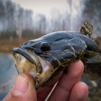 Rotan žuvų nuotrauka 4