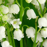 Lily of the valley photo