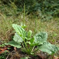 Plantain fotografie