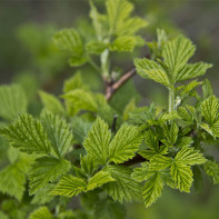 Photo of raspberry leaves 4