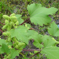 Xanthium strumarium 3 nuotrauka