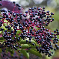 Fotografie de elderberry