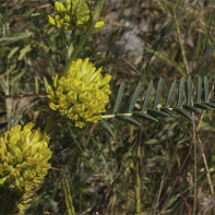 Fotografia astragalus 3