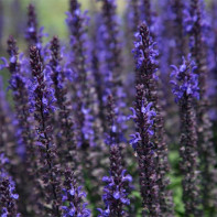 Photo of hyssop