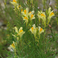 Photo of common linseed oilseed 5