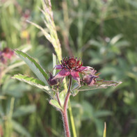 Fotografia cinquefoil 5