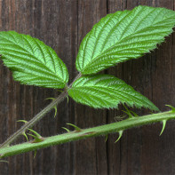 Photo of blackberry leaves