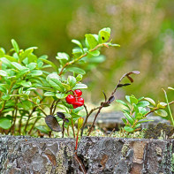 Picture of Lingonberry Leaves