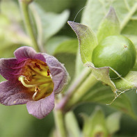 Foto de stupi de plante medicinale 3