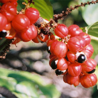 Guarana foto