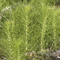 Photo of the horsetail field 2