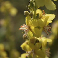 Fotografie de amphiphorn de plante 4