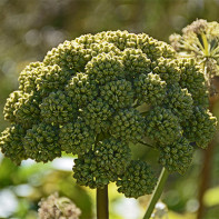 Angelica nuotrauka