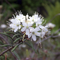 Photo of rosemary marsh rosemary 4