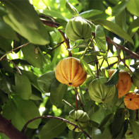 Fotografie de Garcinia fructe 3