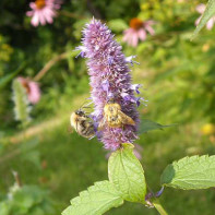 Papillon foto 3