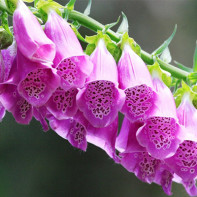 Fotografie de digitalis 5