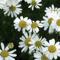 Photo of the chamomile 3