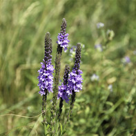 Photo of verbena 2