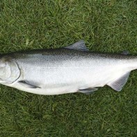 Fotografie de somon chinook