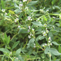 Photos of St. John's wort