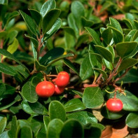 Photo of bearberry tree 5