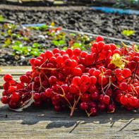 Photo of red guelder rose 2