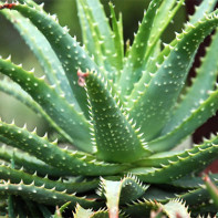 Aloe photo