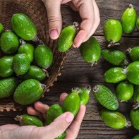 Fotografia Feijoa 3