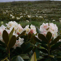 Fotografia kaukazského rododendronu 2