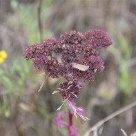 Fotografia pestreca mariánskeho 2