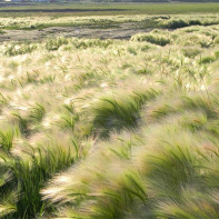 Fotografie de iarbă mat-grass 2