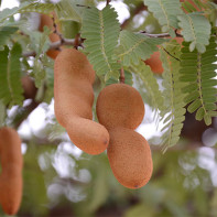 Photo of the tamarind fruit 5