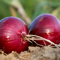 Photo of a blue onion 4