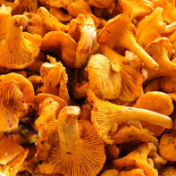 Fotografie de ciuperci chanterelles 4