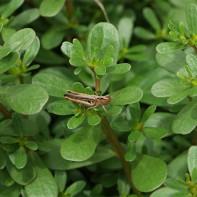 Fotografia purslane 4