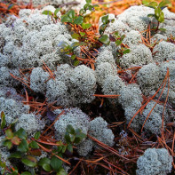 Photo of Icelandic Moss 2