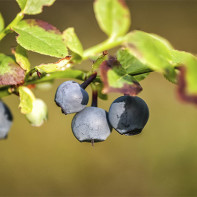 Photo of blueberry leaves 4