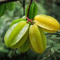 Photo of the starambola 2