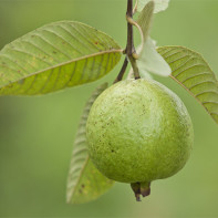 Guava Photo 5