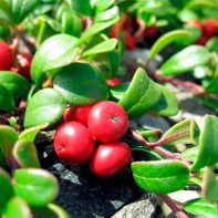 Photo of bearberry tree 2