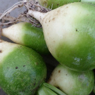 Photo of Green Radish 2