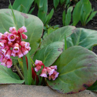 Fotografia Bergenia Bergenica 2