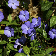 Μια εικόνα του periwinkle