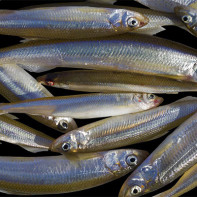 Photo of Smelt