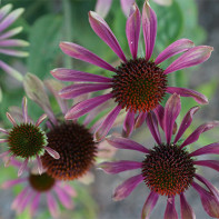 Fotografie de Echinacea 4