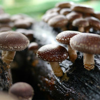 Fotografia húb shiitake