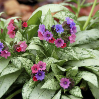 Fotografie de Lungwort 2